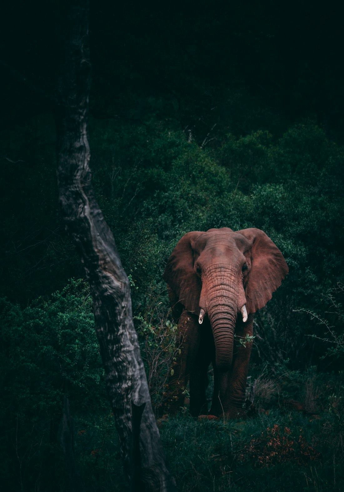 Wildlife viewed during an African safari