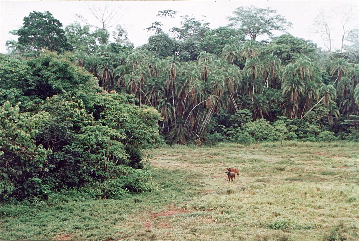 Buffalo in Lobéké National Park